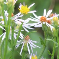 Sea Aster