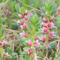 Sea Milkwort