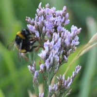 Sea Lavender and Bumble Bee