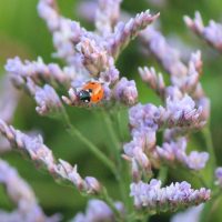Sea Lavender and Ladybird