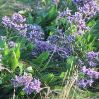 Sea Lavender