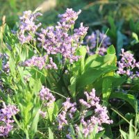 Sea Lavender