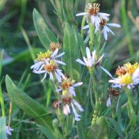 Sea Aster