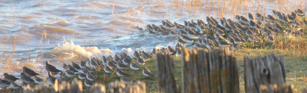 A salt marsh winter and dunlin gather by the old jetty