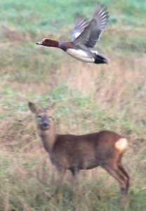  With roe deer on Portbury Wharf salt marsh
