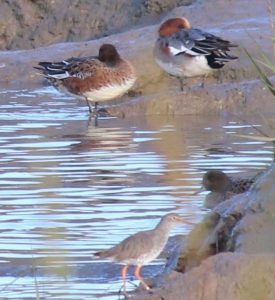 male and female wigeon