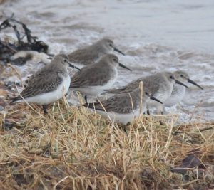 Dunlin (Calidris alpina)
