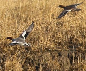 male and female wigeon in flight