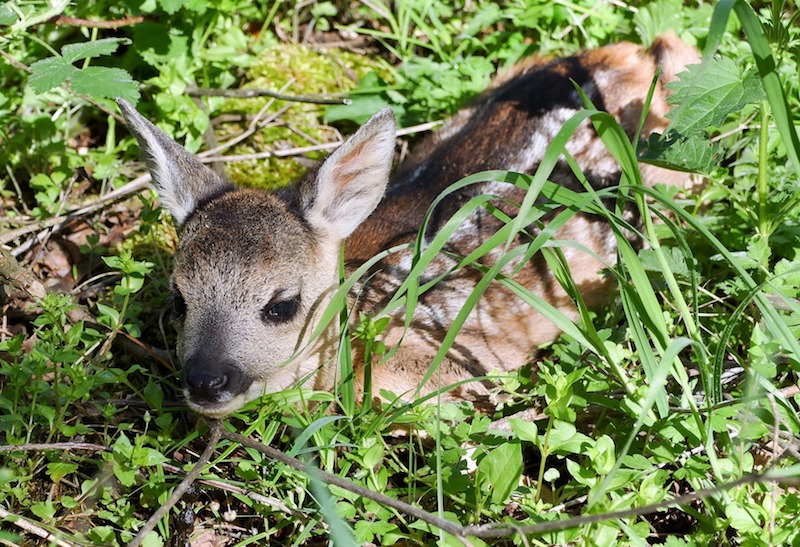 Roe deer kid