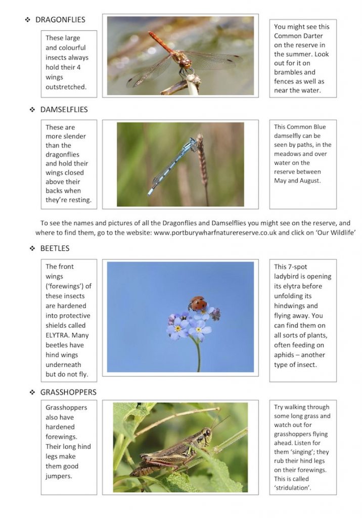 Insects worksheet 2