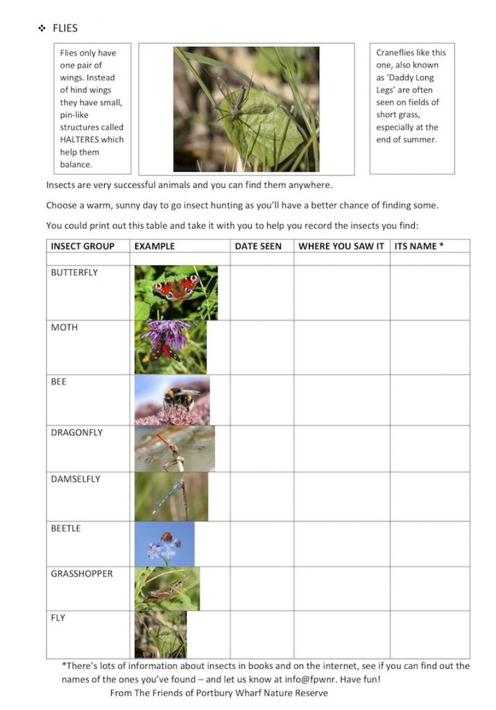 Insects worksheet 3