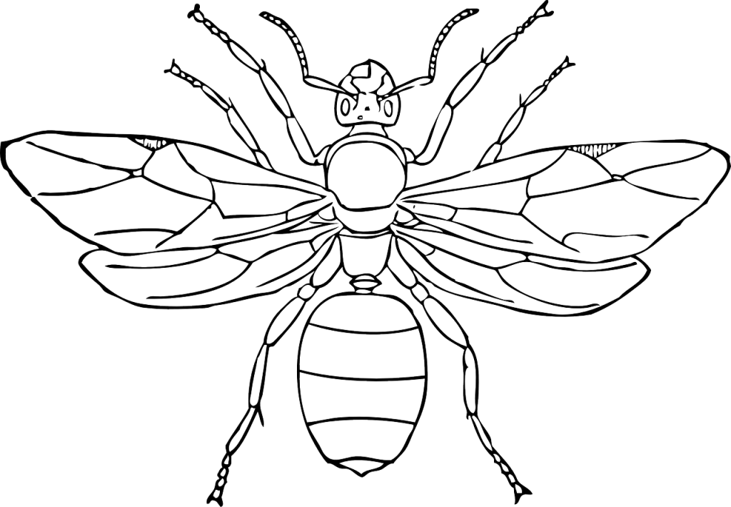 insect body