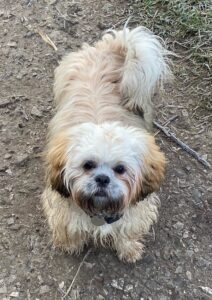 Dotty the Shih Tzu