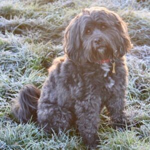 Nolly the Tibetan Terrier is the latest dog ranger in December