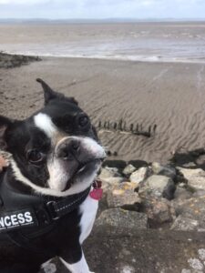 Stella the Boston Terrier