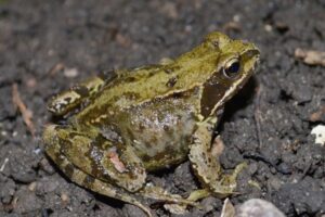 Portbury Wharf's amphibians a migrating frog
