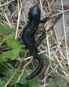 One of Portbury Wharf's Amphibians GCN