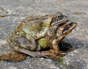 paired up frogs