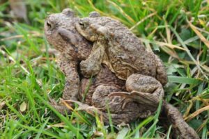 paired up toads