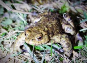 Portbury Wharf's amphibians - a toad at night