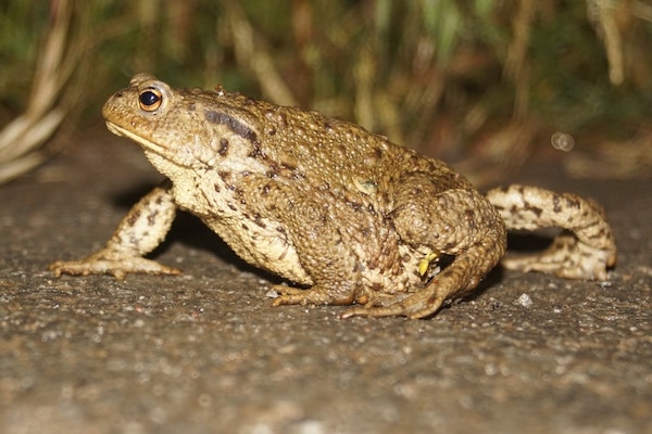 One of Portbury Wharf's Amphibians - toad