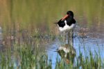 oystercatcher