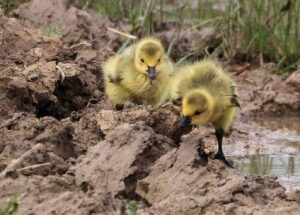 Salt Marsh Summer - Canada Goose goslings