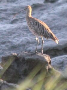Curlew at Portbury Wharf