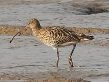 Curlew on the mud at Battery Point