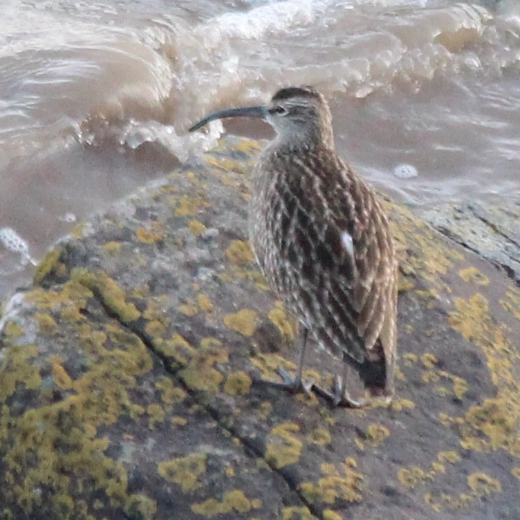 Whimbrel