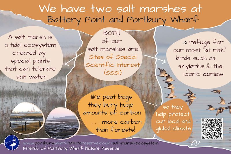 Our salt marsh ecosystems