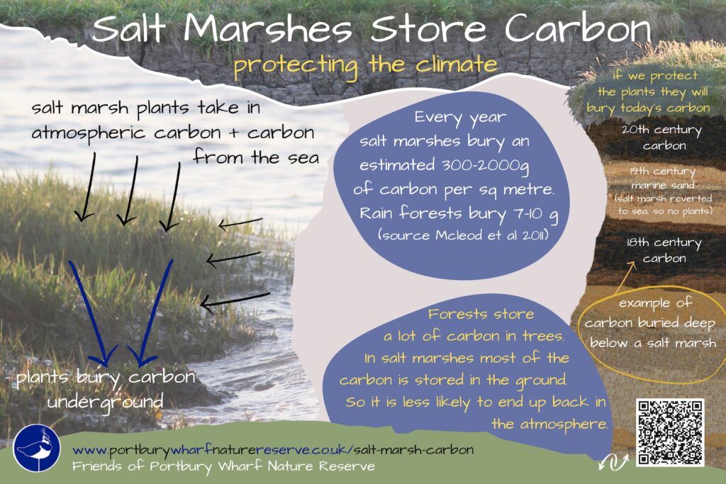 Salt Marsh Carbon