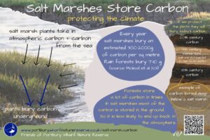 Salt Marsh Carbon