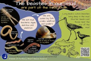 Beasties in our salt marsh mud