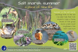 Salt marsh summer
