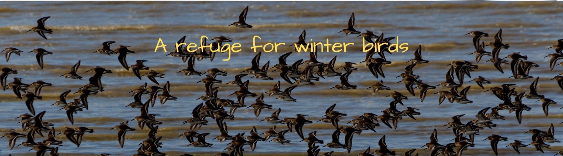 header salt marsh winter