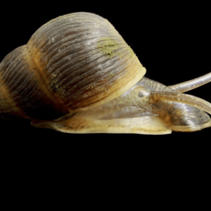 mud snail