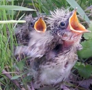 Skylark chicks