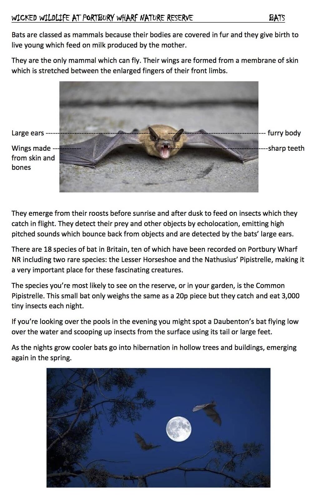 About bats