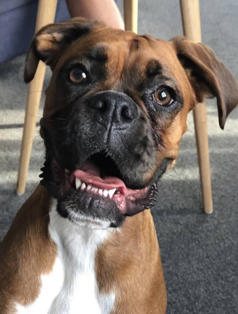 Mabel - she likes sticks!