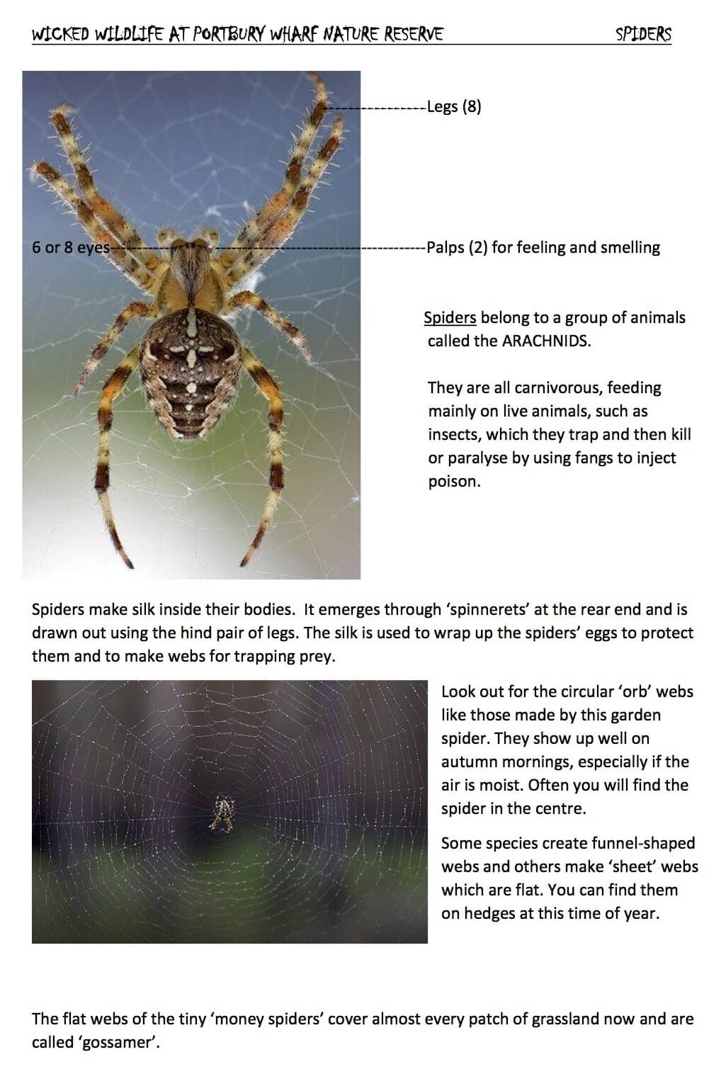 Spider information