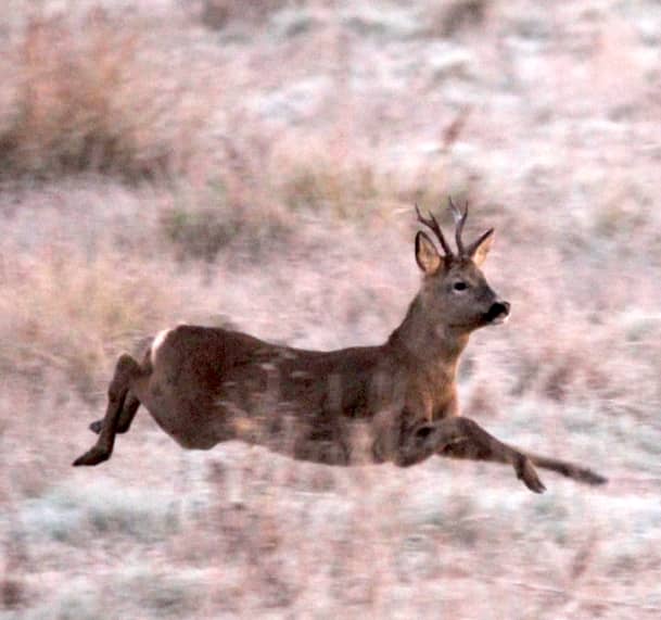 Roe buck escaping