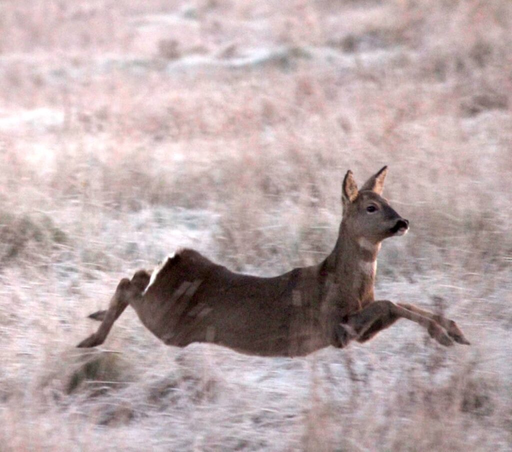 Roe doe escaping
