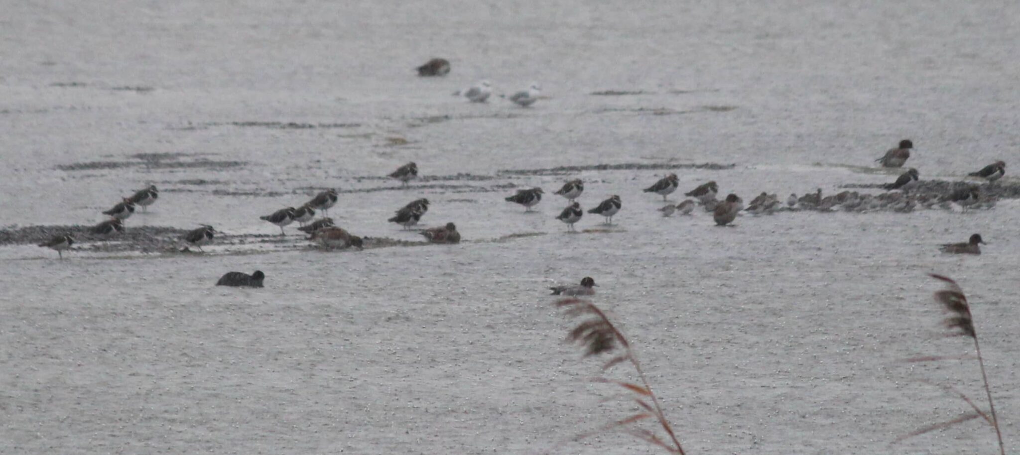 Lapwing on North Pool