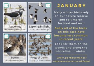 JANUARY SPOTTING CARD BACK
