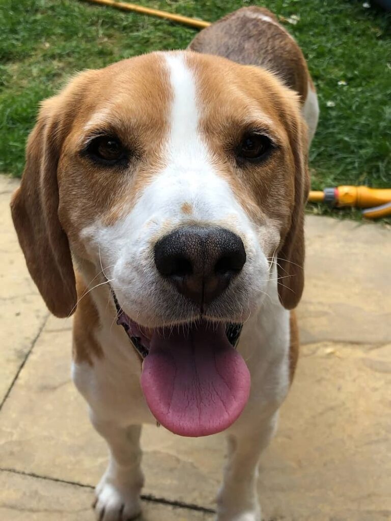 Rocky the Beagle