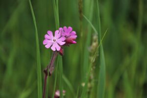 Red Campion