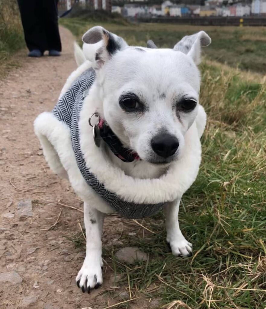 Buttons - chihuahua and jack russell cross