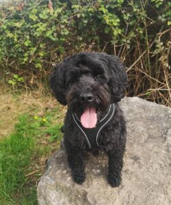 This is Dog Ranger Wilf