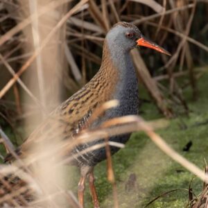 Water Rail photographed by Tim Mason